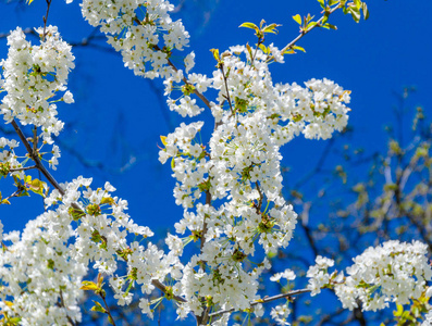 樱花。天空中树枝上的白色花朵背景
