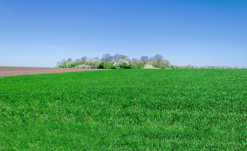 增长草坪地平线图片