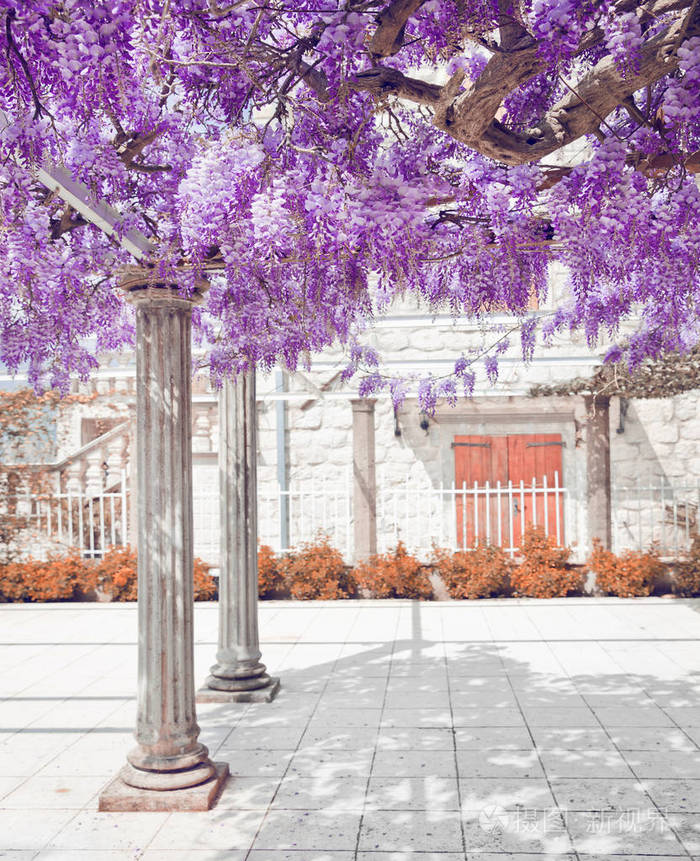 盛开的紫藤紫罗兰花白色的柱子春天的紫色