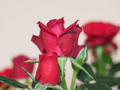 红玫瑰多年生灌木罗萨属花盛开