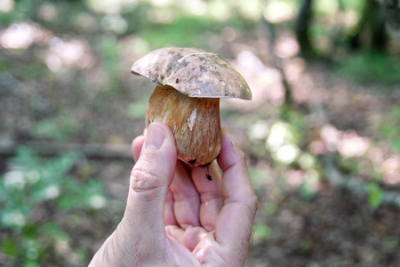 手在采蘑菇。 一个拿着蘑菇的人的手。 秋天在森林里采摘蘑菇，自然。 鲁苏拉吐菌菇，橙帽蟾蜍，棕色蘑菇。