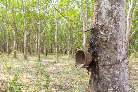 印度喀拉拉邦森林橡胶树采伐图片