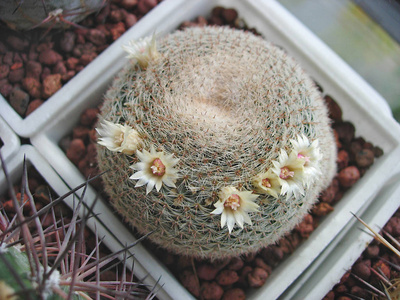 仙人掌 Mammillaria microthele Rs532 小花