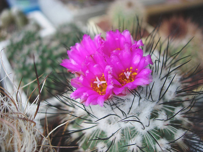 仙人掌 Gymnocactus viereckii 用洋红花