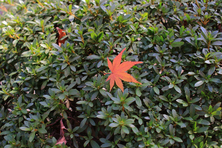 红枫叶落在绿色植物上