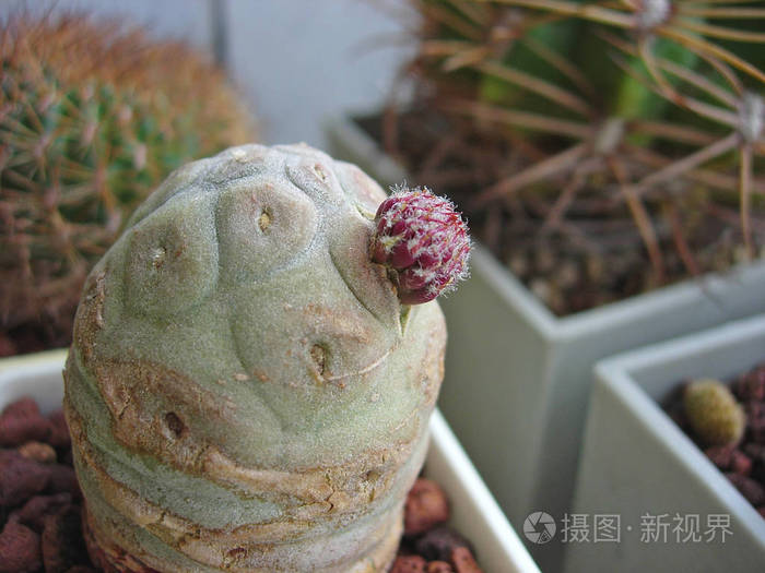 仙人掌Tephrocactus geometricus 新梢照片-正版商用图片11vlk0-摄图新视界