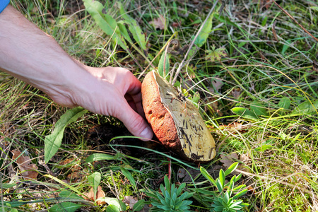 手在采蘑菇。 一个拿着蘑菇的人的手。 秋天在森林里采摘蘑菇，自然。 鲁苏拉吐菌菇，橙帽蟾蜍，棕色蘑菇。