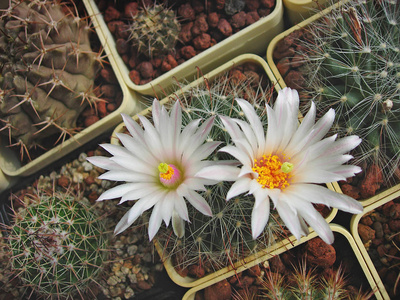 珍稀仙人掌 Mammillaria zephyranthoides 大花