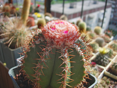 仙人掌 Melocactus matanzanus cephalium 花