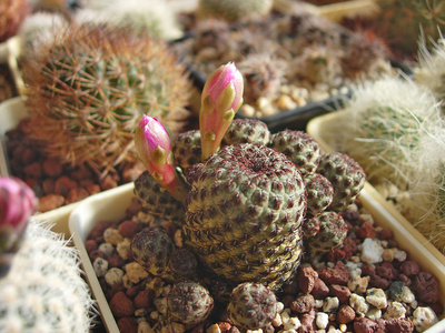 胭脂仙人掌之花仙人掌 sulcorebutia rauschii 用胭脂红花照片