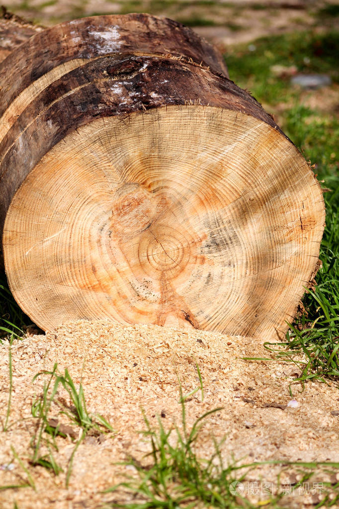在草地上的树干, 准备切割, 关闭.地面上有木屑的部分切割日志.木材工