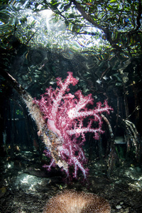 五颜六色的软珊瑚在印度尼西亚的拉贾安帕特的一片碧水红树林中茁壮成长。 这个热带地区由于其海洋生物多样性而被称为珊瑚三角形的中心。