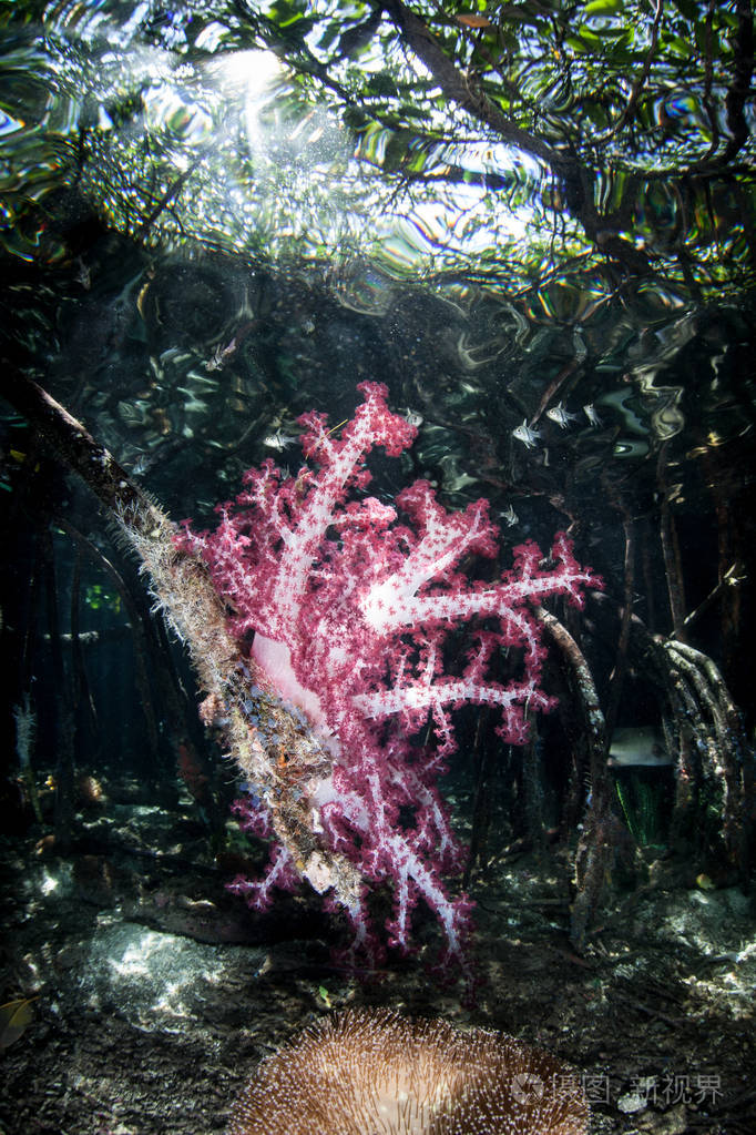 五颜六色的软珊瑚在印度尼西亚的拉贾安帕特的一片碧水红树林中茁壮