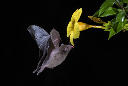 s Longtongued Bat  Glossophaga soricina, new world leafnosed 