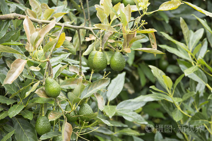 哈斯鳄梨在树上在哥伦比亚栽培