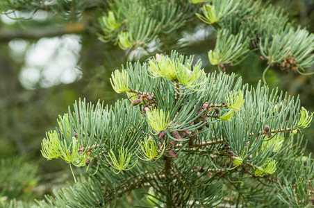 春天的松树图片