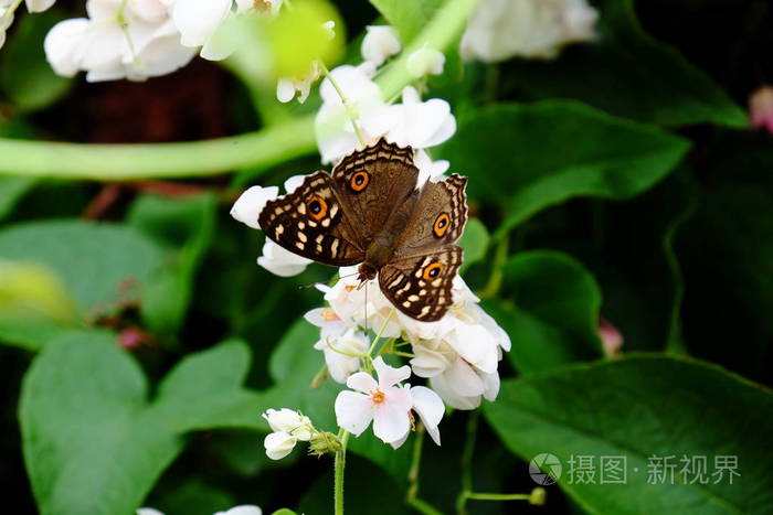 蝴蝶和蜜蜂在篱笆上开着美丽的花在家里的篱笆上开着美丽的白色和粉红