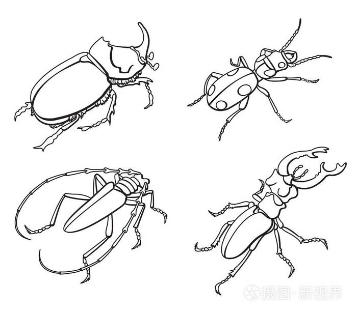 甲虫甲虫鹿犀牛