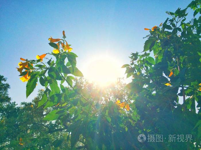 绿色和黄色的叶子反射阳光背景