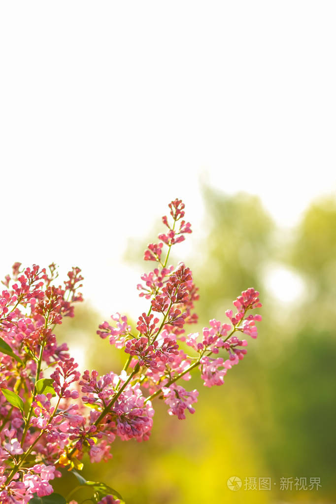 带有复制空间的紫色花朵,明信片的空白,模糊的背景,节日的花束,艺术