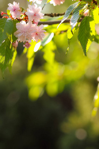 阳光下绽放着樱花枝，粉色的花在模糊的背景上，阳光明媚的早晨，设计师的空白，空间的复制，绿叶的自然背景