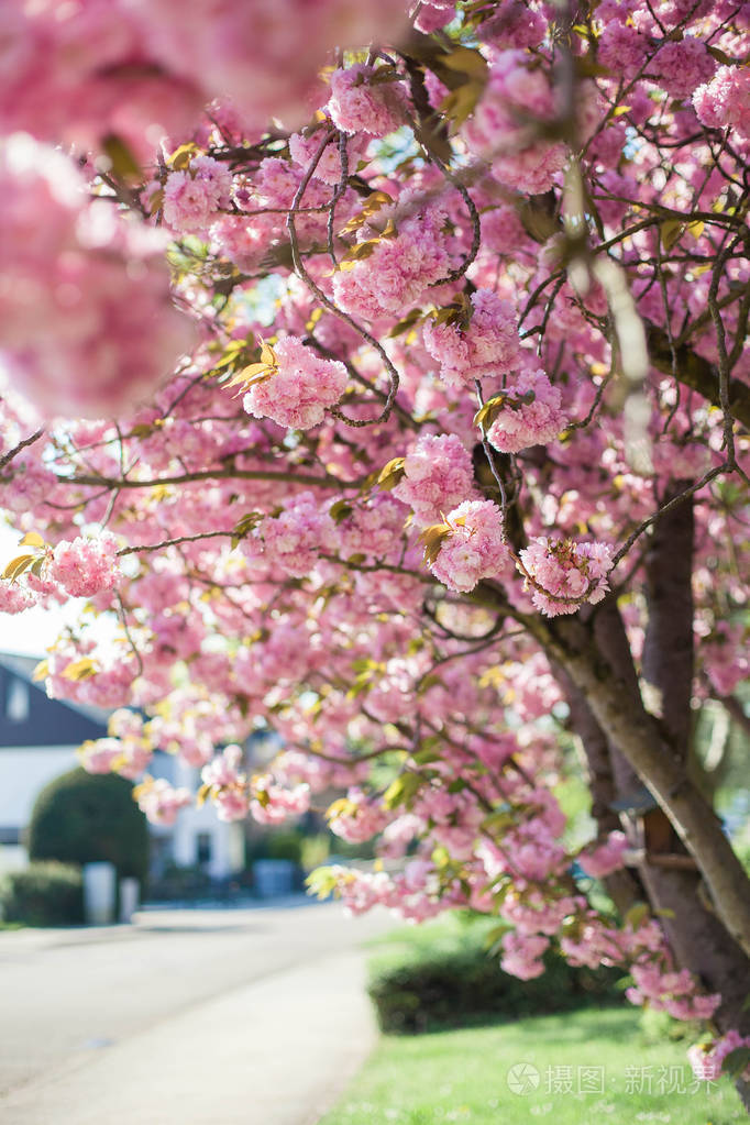 樱花日本樱花春天盛开的花园粉红色的花朵热