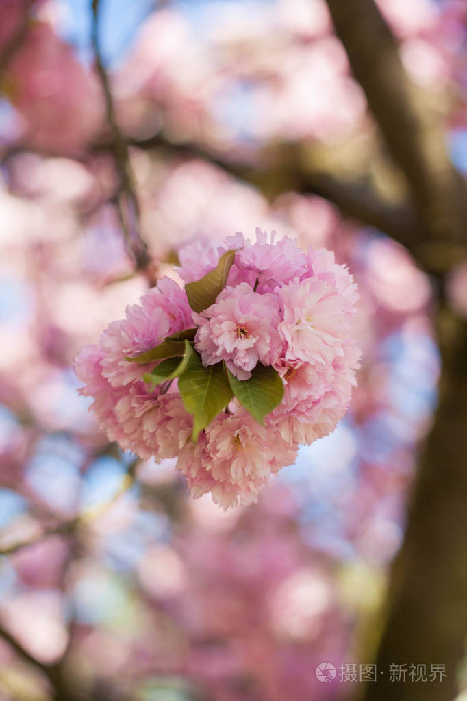 日本樱花.春天.盛开的花园.粉红色的花朵.热