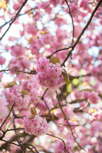 樱花。日本樱花。春天。盛开的花园。粉红色的花朵。热