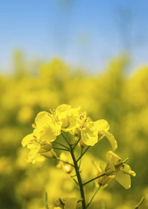 黄色油菜春季盛开的花