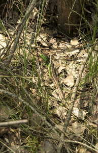 克拉科夫齐斯托霍瓦朱拉地区草地上的蜥蜴
