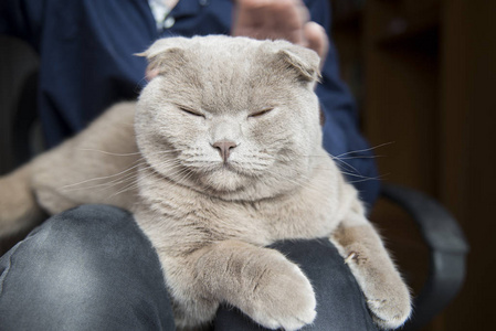 主人与可爱的猫在家里, 特写。苏格兰折叠猫