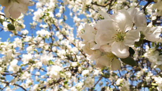 白色的苹果在春天开花