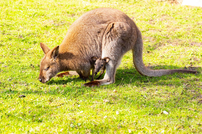 袋鼠与新生儿在育儿袋上吃草