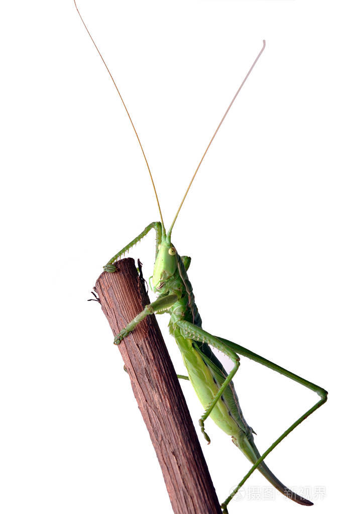 稀有昆虫蝗虫dybok草原lat在白色背景上分离的萨加佩拉蚱蜢濒临绝种