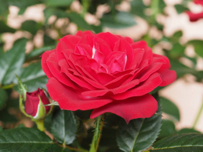 红玫瑰多年生灌木罗萨属花盛开