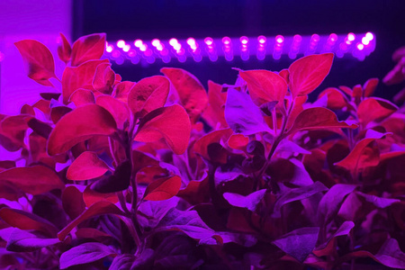 由led植物灯照射的幼株幼苗. 人工光照下的家养树苗.照片