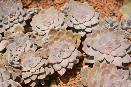 肉质植物仙人掌在沙漠植物园。肉质植物仙人掌