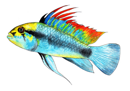 小矮人.水族馆鱼,热带鱼.水彩插图.明亮的热带鱼.属于cichlids家族.