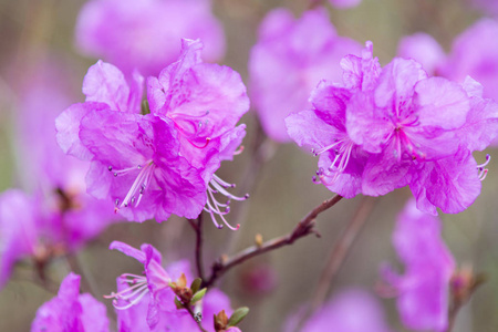 紫色的春花。公园里的花。宏观的。