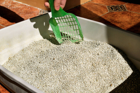 手是清洁猫垃圾箱与绿色铲.厕所猫清洗沙子猫.清洁猫粪.