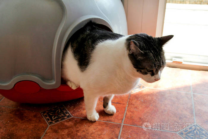 猫用马桶 猫在垃圾箱里 为大便或小便 大便在干净的沙马桶里 清洁猫垃圾箱 猫看着她自己的粪便在垃圾箱 小猫垃圾 猫 在家里 照片 正版商用图片11wjdo 摄图新视界