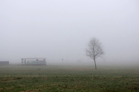 一棵孤独的小树和房子在雾中在一个空置的地段在春季清晨