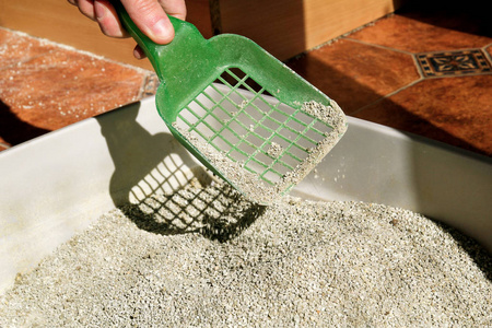 手是清洁猫垃圾箱与绿色铲.厕所猫清洗沙子猫.清洁猫粪.