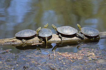 春天池塘里的海龟
