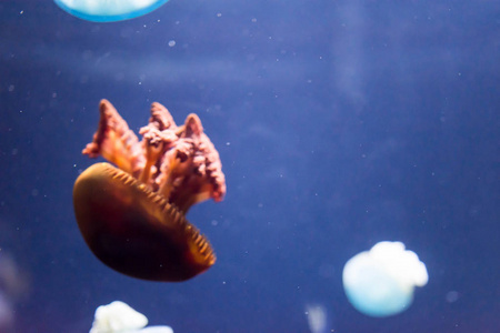 关闭宏水平全长图像的一个 breede jellyfis