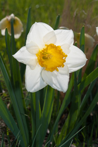 水仙花总在前面 水仙 花