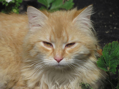 无聊的猫米色的猫, 黄色琥珀色的眼睛.在花园里无聊的猫.猫特写照片