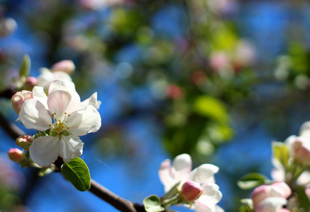春季开花苹果树靠近选择性聚焦。 自然花卉春天背景与复制空间