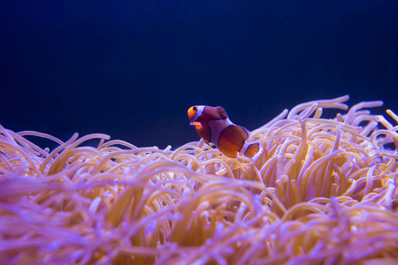 海洋中的海葵和小丑鱼在海洋水族馆