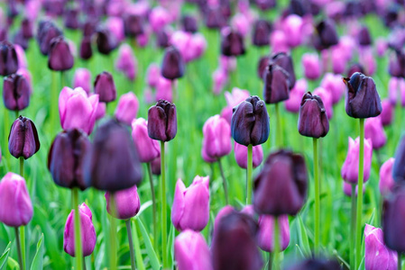 s flowers garden Keukenhof Garden of Europe, Holland, The Neth